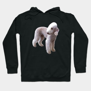 Bedlington Terrier Hoodie